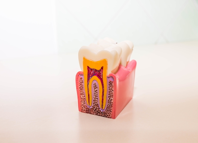 早期発見・早期治療で天然歯を長期的に保てるよう、お口のなかへ関心をもっていただいています