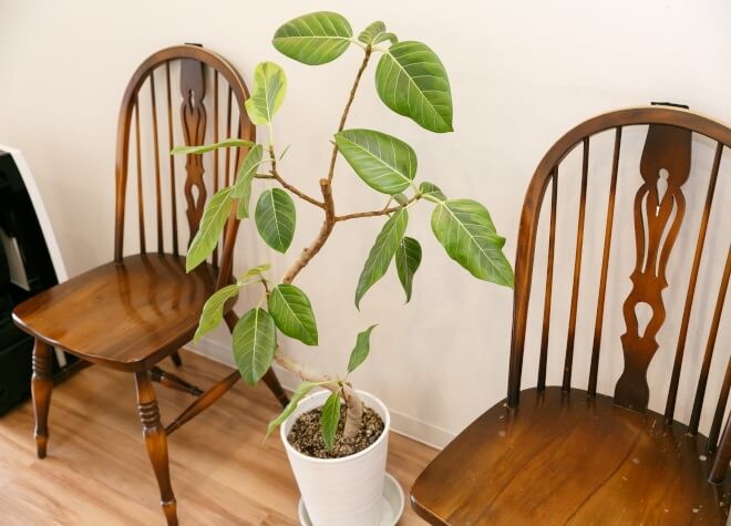 定期的に検診を受けて虫歯にならない歯にしていきましょう