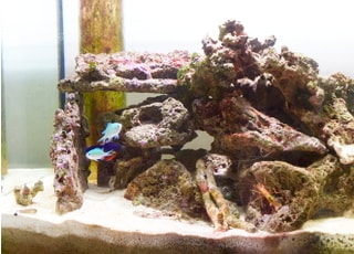 水槽で魚を飼育していますので、お待ちの間にぜひお楽しみください。