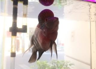 看板魚のキャサリンちゃんになります。