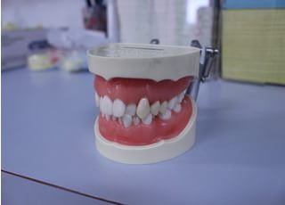 歯の模型を利用して、治療の説明をしております。