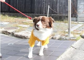 当院の看板犬ボーダーコリーのチョコです。