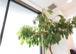 観葉植物です。