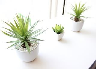 院内には植物を飾っています。