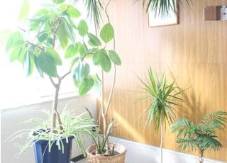 観葉植物が置いてあります。