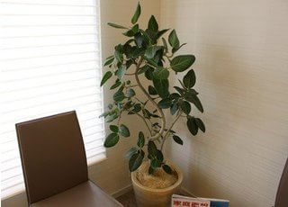 院内は観葉植物等を設置し、リラックスしていただける空間づくりを心がけております。