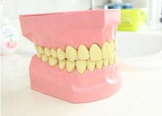 歯の模型です。