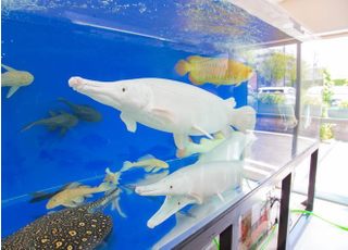 アロワナやエイなどの大型熱帯魚が泳ぐ大型水槽がございます