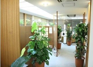 院内には観葉植物を設置しています。